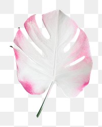 Monstera leaf png on transparent background 