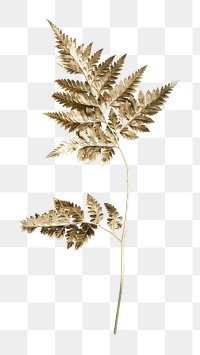 Leatherleaf fern png plant on transparent background