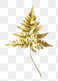 Leatherleaf fern png plant on transparent background