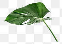 Monstera plant png on transparent background 