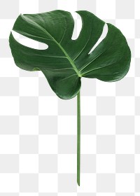 Monstera plant png on transparent background 