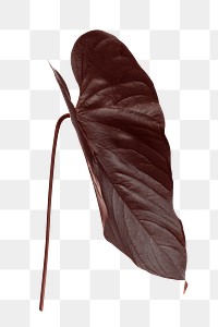 Tropical Alocasia png leaf on transparent background