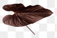 Tropical Alocasia png leaf on transparent background