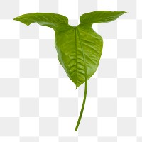 Tropical Alocasia png leaf on transparent background