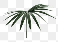 Palm leaf png on transparent background