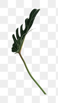 Philodendron xanadu leaf png element, transparent background