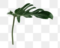 Philodendron xanadu png leaf on transparent background