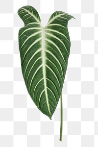 Tropical Alocasia png leaf on transparent background