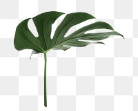 Monstera plant png on transparent background 