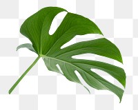 Monstera plant png on transparent background 