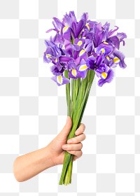 PNG purple iris, held by hand, transparent background