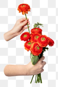 Red png ranunculus bouquet, held by hand, transparent background