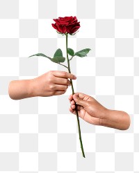 PNG valentine's red rose, given to lover, transparent background