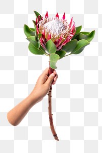 King protea png, held by hand, transparent background