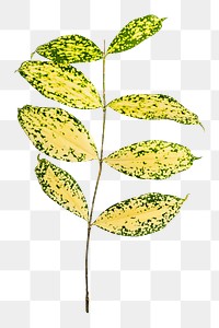 Png gold dust croton leaf on transparent background