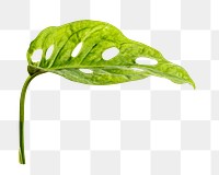 Monstera obliqua png leaf on transparent background