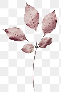 Pink leaves png element, transparent background