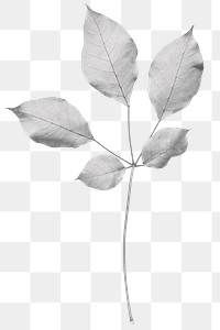 White leaves png element, transparent background