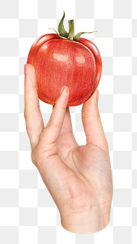 Png hand holding tomato illustration, transparent background