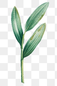 Aesthetic leaf branch png, botanical illustration, transparent background