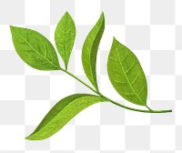 Green tea leaf png sticker, healthy food, transparent background