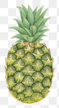 Pineapple fruit png sticker, healthy food, transparent background