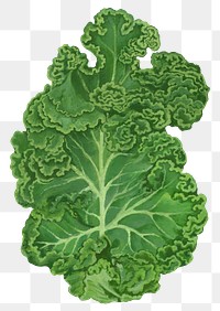 Kale salad vegetable png sticker, healthy food, transparent background