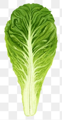 Lettuce salad vegetable png sticker, healthy food, transparent background