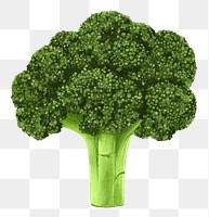 Broccoli vegetable png sticker, healthy food, transparent background