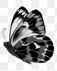 Black butterfly png, transparent background