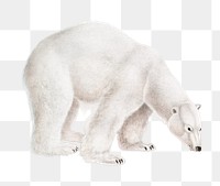 Polar bear png, wild animal illustration, transparent background