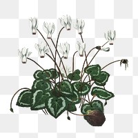 Vintage Persian cyclamen png, transparent background 