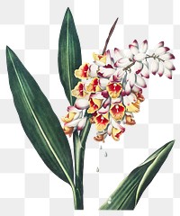 Nodding renealmia flower png, transparent background 