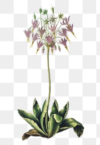 American cowslip flower png, transparent background 