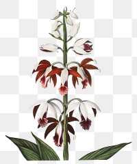 Chinese limodoron flower png, transparent background 