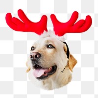 PNG Christmas Labrador Retriever wearing antlers, collage element, transparent background