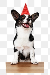 PNG Cardigan Welsh Corgi wearing a red party cap, collage element, transparent background