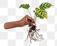 Hand holding png peacock plant, transparent background
