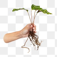 Hand holding png peacock plant, transparent background