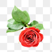 PNG red rose, collage element, transparent background