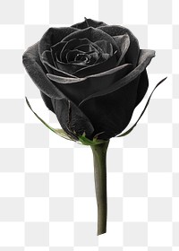 PNG black rose, collage element, transparent background