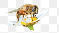 PNG close up bee on flower, collage element, transparent background