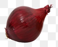 PNG onion, collage element, transparent background