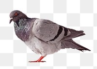 Grey dove png, transparent background