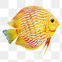 Exotic fish png, transparent background