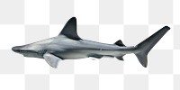 PNG shark, collage element, transparent background