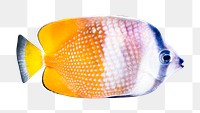 PNG  exotic fish  animal, collage element, transparent background