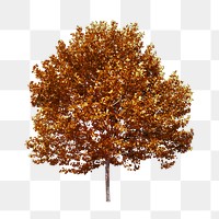 PNG Autumn tree, collage element, transparent background