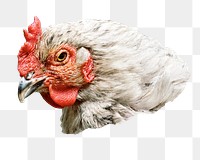 PNG chicken, collage element, transparent background