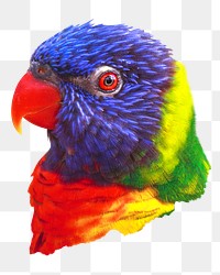 Colorful parrot png, transparent background